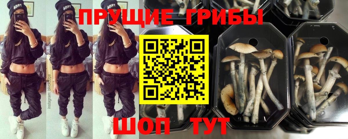 Псилоцибиновые грибы мицелий  Галлюциногенные грибы Psilocybine cubensis  Грязи  Вход с VPN 